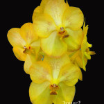Vanda Yellow